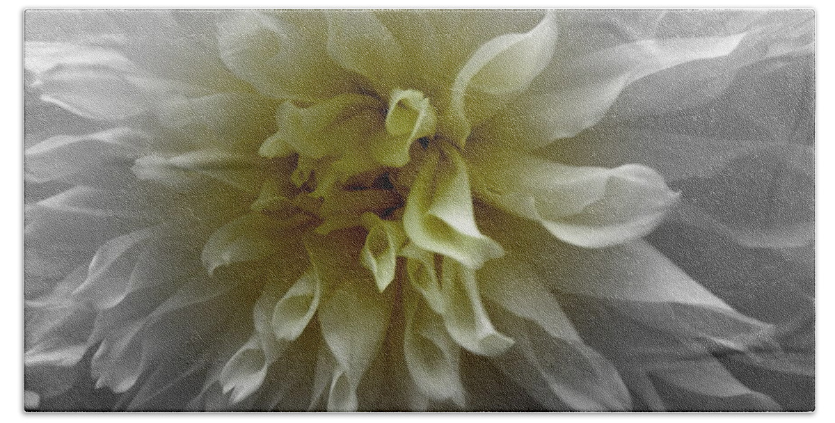 Dahlia Bath Towel featuring the photograph Dahlia 3 by Kim Galluzzo