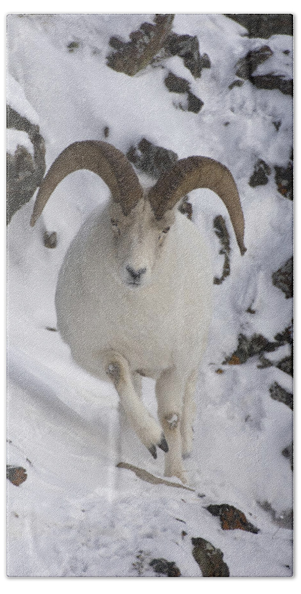 Mp Bath Towel featuring the photograph Dall Sheep Ovis Dalli Ram, Yukon by Michael Quinton