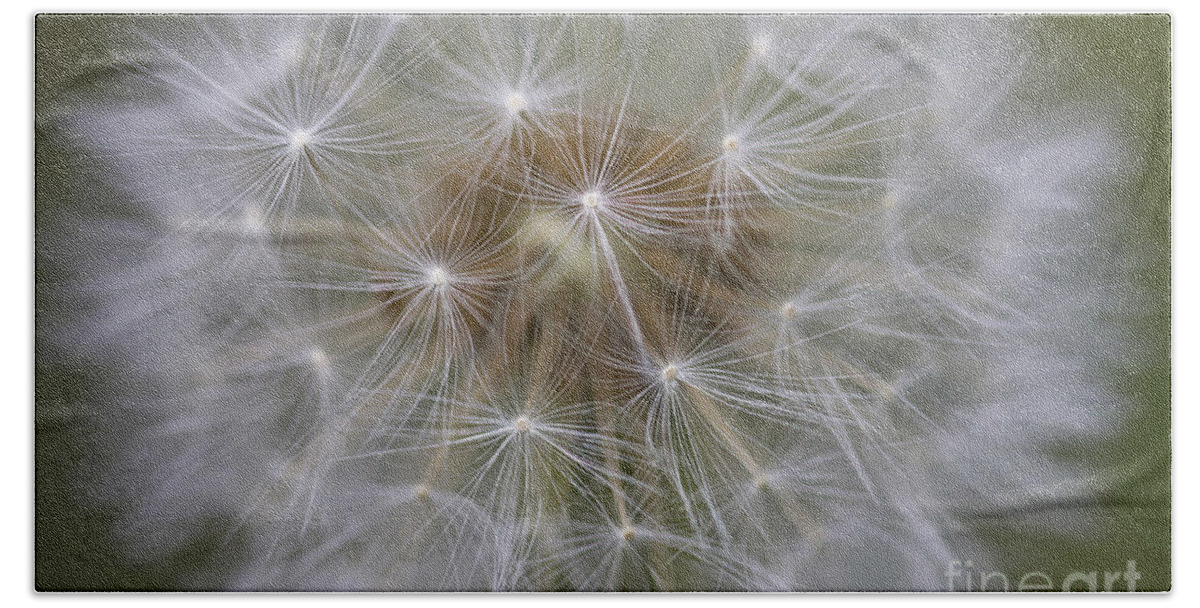 Dandelion Bath Towel featuring the photograph Dandelion Clock. by Clare Bambers