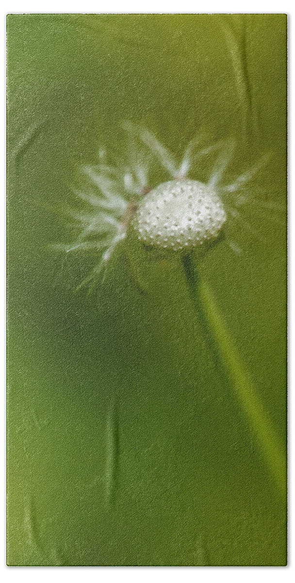 Background Bath Sheet featuring the photograph Dandelion on the green background by Michael Goyberg