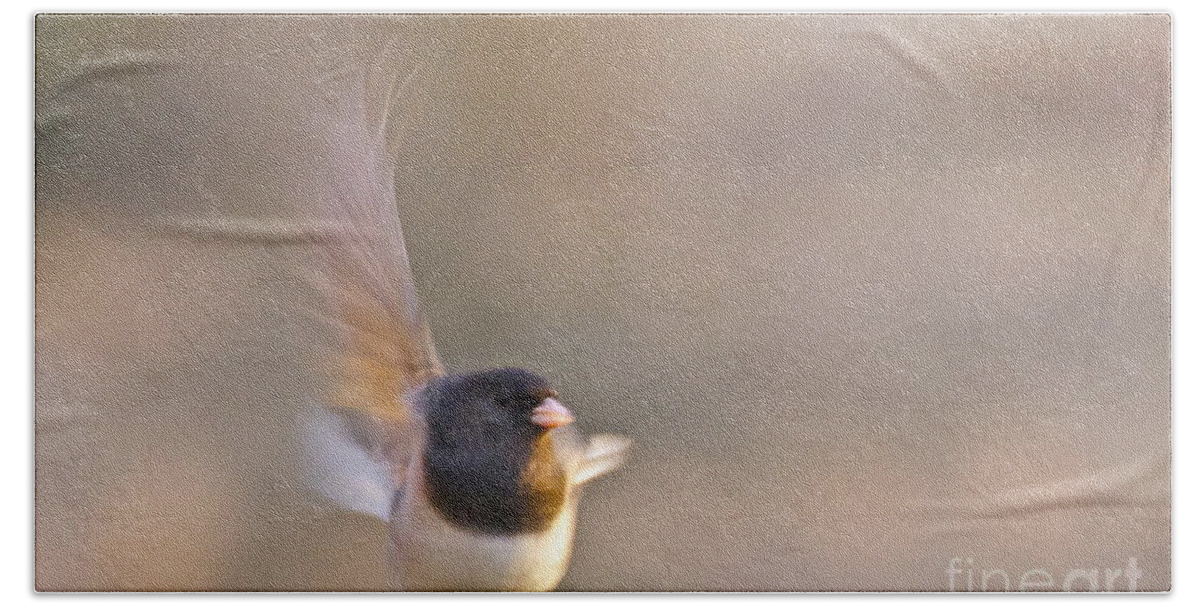 Photography Hand Towel featuring the photograph Dark-eyed Junco Taking Flight by Sean Griffin