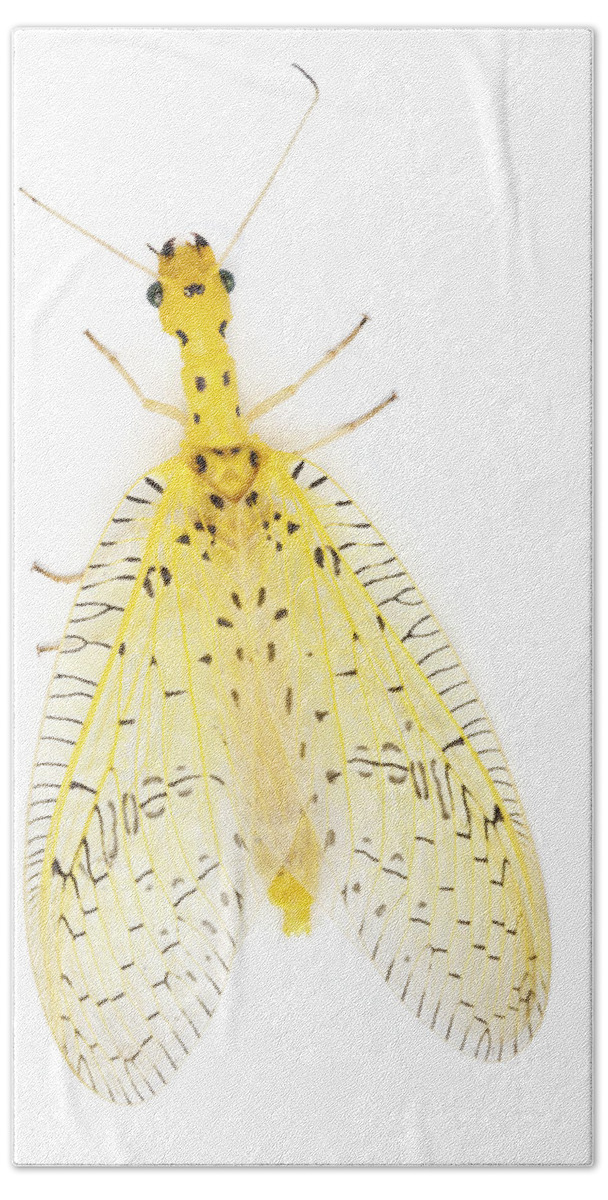 00478987 Hand Towel featuring the photograph Dobsonfly Barbilla Np Costa Rica by Piotr Naskrecki