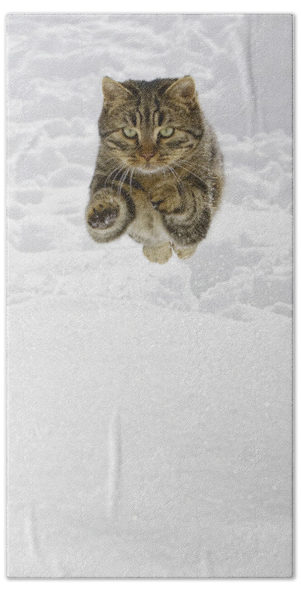 Mp Bath Towel featuring the photograph Domestic Cat Felis Catus Male Jumping by Konrad Wothe