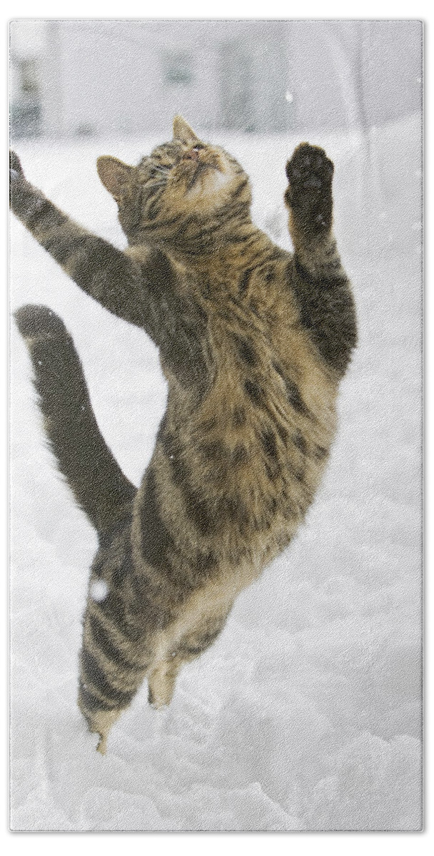 Mp Hand Towel featuring the photograph Domestic Cat Felis Catus Male Leaping by Konrad Wothe