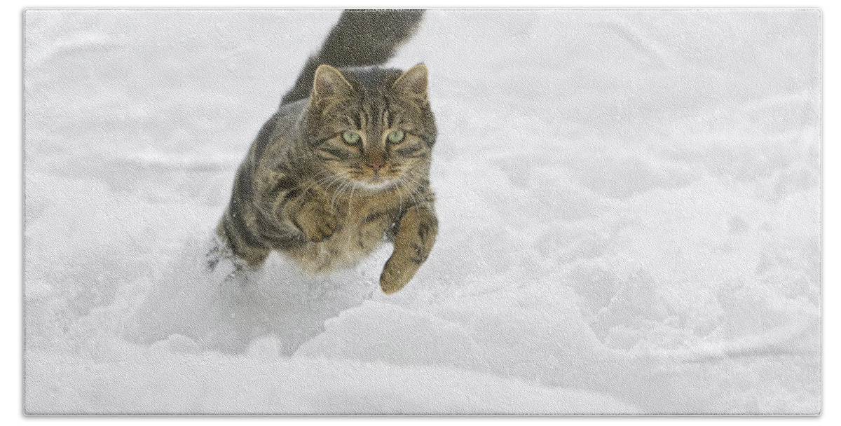 Mp Hand Towel featuring the photograph Domestic Cat Felis Catus Male Running by Konrad Wothe