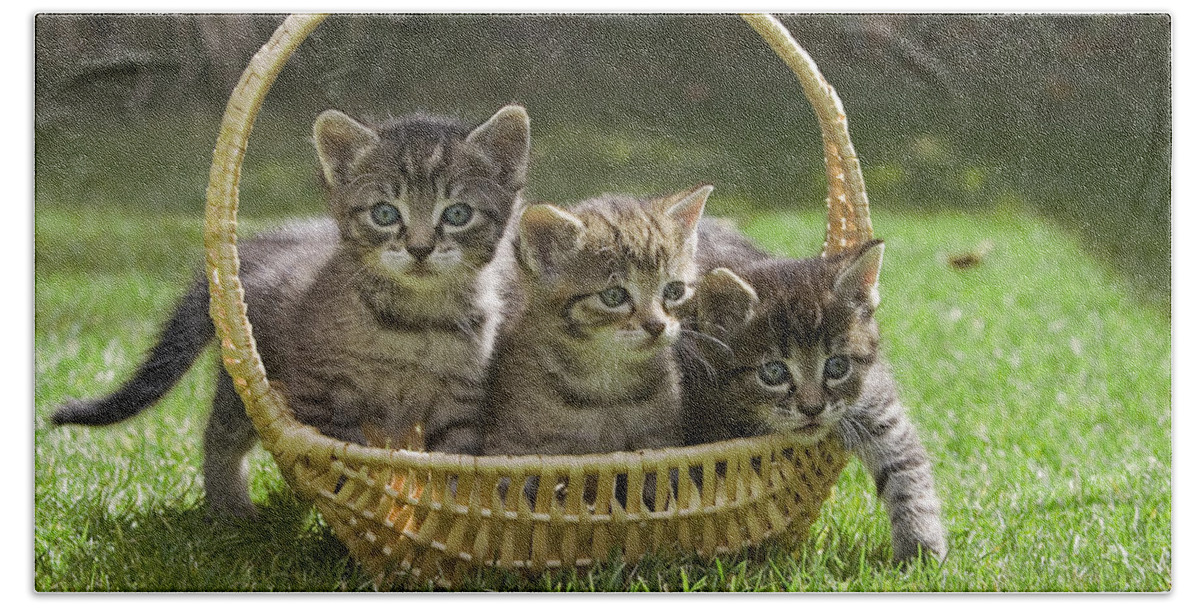 Mp Hand Towel featuring the photograph Domestic Cat Felis Catus Three Kittens by Konrad Wothe