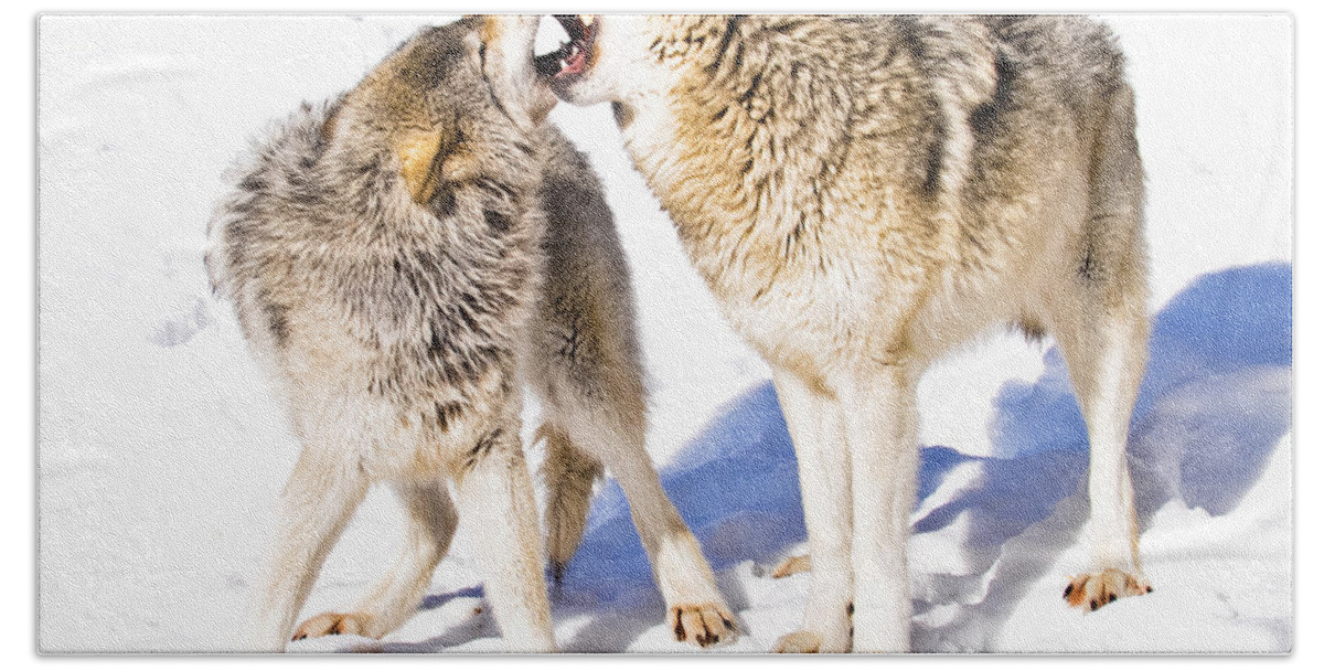 Timber Wolf Bath Towel featuring the photograph Dominance by Cheryl Baxter