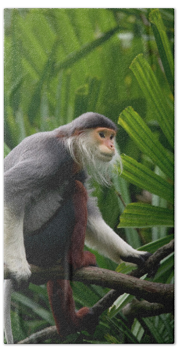 Mp Bath Towel featuring the photograph Douc Langur Pygathrix Nemaeus Male by Cyril Ruoso