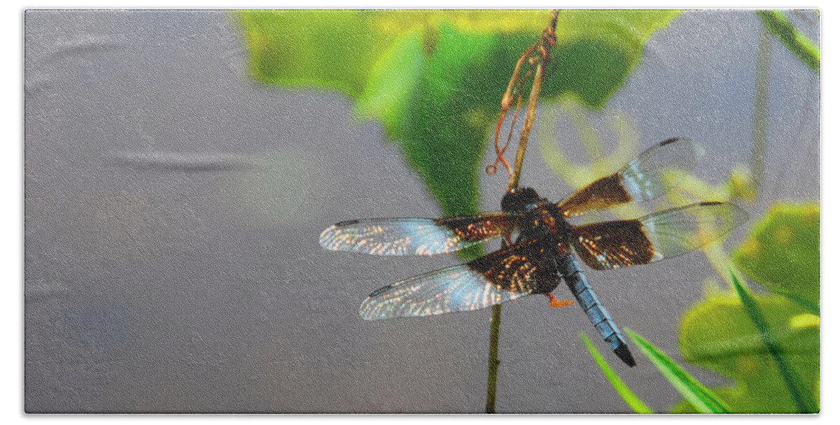 Insects Bath Towel featuring the photograph Dragonfly by Cindy Manero