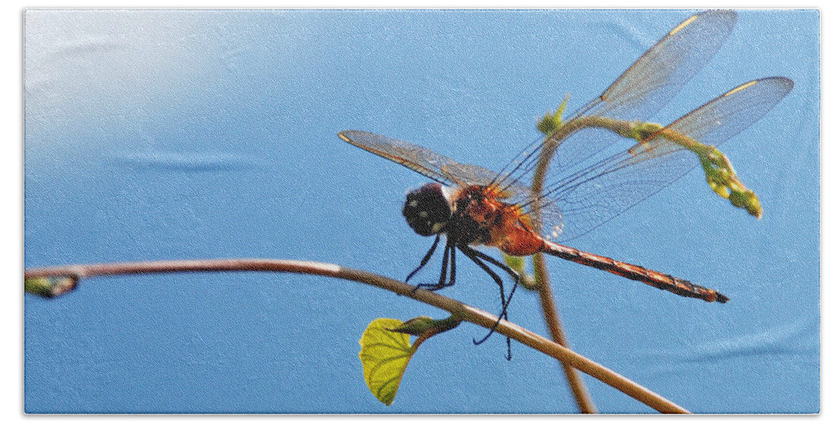Dragonfly Bath Towel featuring the photograph Dragonfly on a Vine by Kay Lovingood
