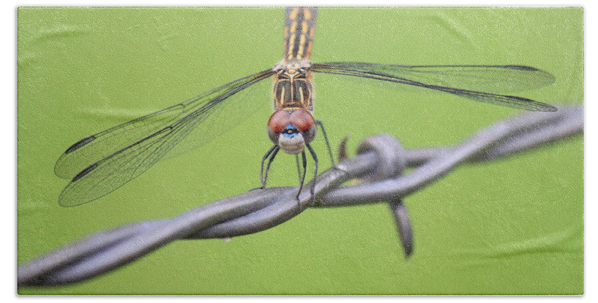 Dragonfly Hand Towel featuring the photograph Dragonfly on Barbed Wire by Penny Meyers