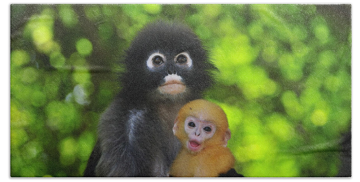 00450278 Bath Towel featuring the photograph Dusky Leaf Monkey And Baby by Thomas Marent