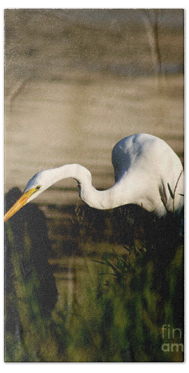 Great Egret Hand Towel featuring the photograph Egret Fishing by Joan McCool