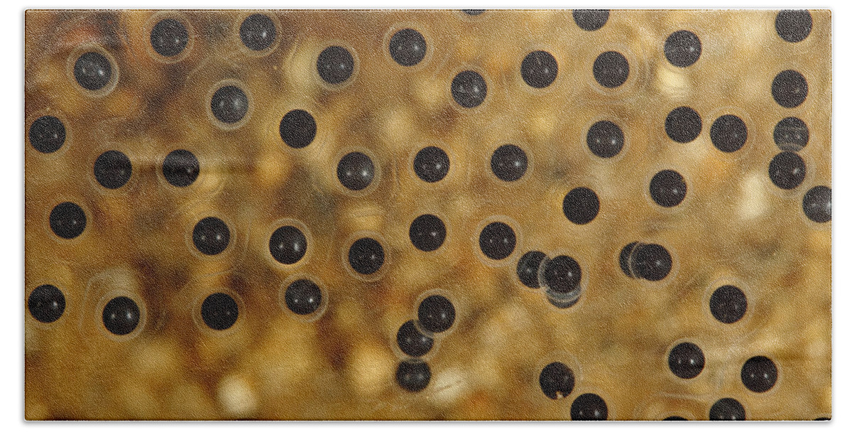 00456472 Bath Towel featuring the photograph Emerald-eyed Treefrog Eggs by Cyril Ruoso