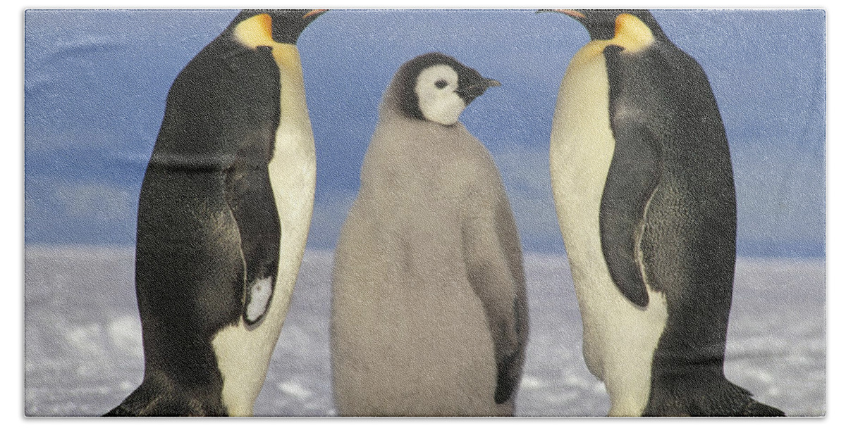 Mp Hand Towel featuring the photograph Emperor Penguin Aptenodytes Forsteri by Tui De Roy