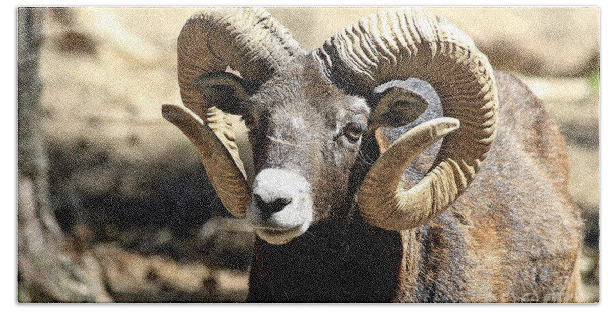 Animal Hand Towel featuring the photograph European Big Horn - Mouflon Ram by Teresa Zieba