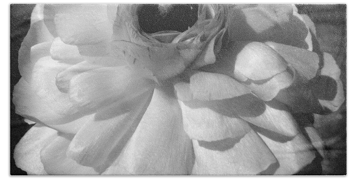 Ranunculus Flower Bath Towel featuring the photograph even in gray I glow by Kim Galluzzo Wozniak