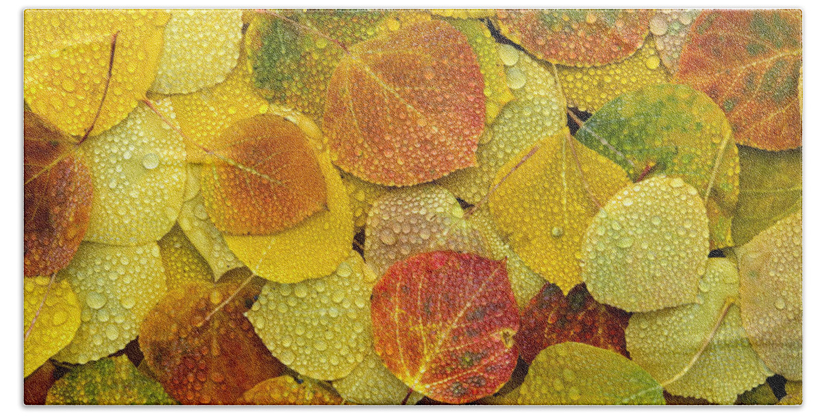 Mp Bath Towel featuring the photograph Fall Aspen Leaves On The Ground Covered by Tim Fitzharris
