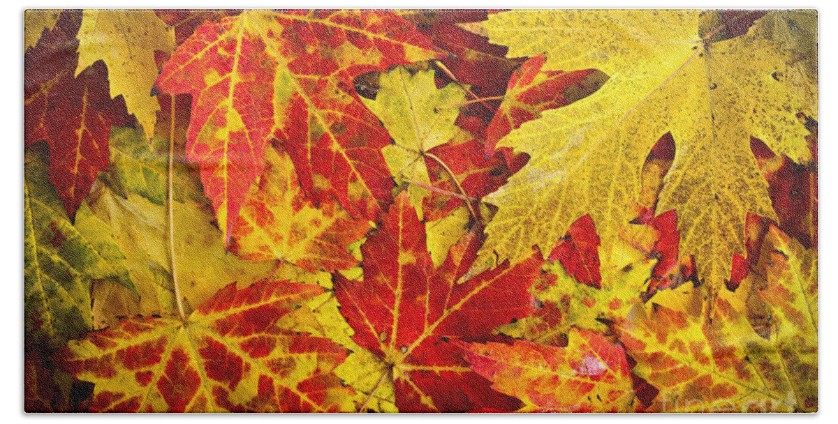 Leaves Bath Towel featuring the photograph Fallen autumn maple leaves by Elena Elisseeva