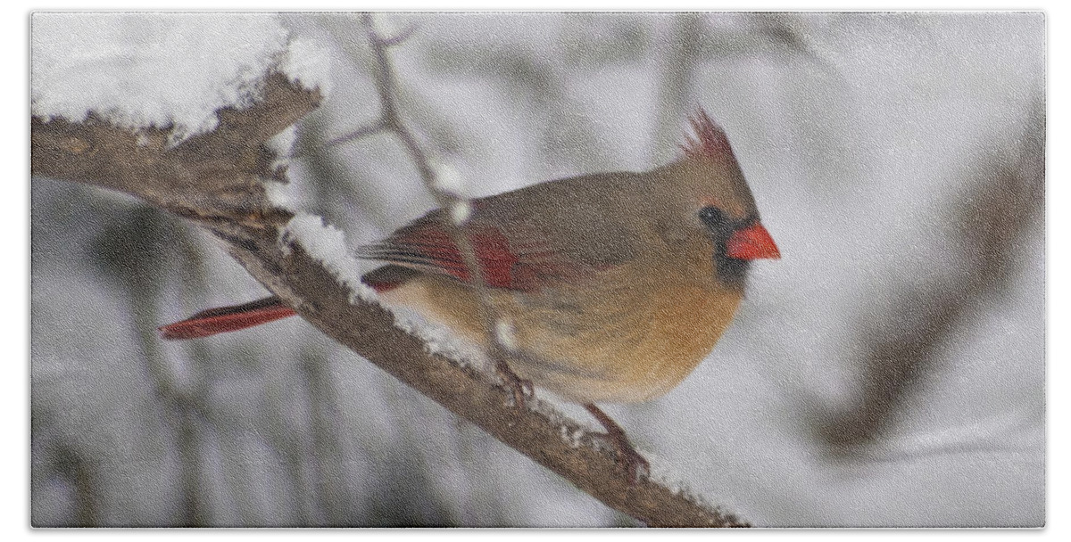 Birds Hand Towel featuring the photograph Female Northern Cardinal 4230 pan by Michael Peychich