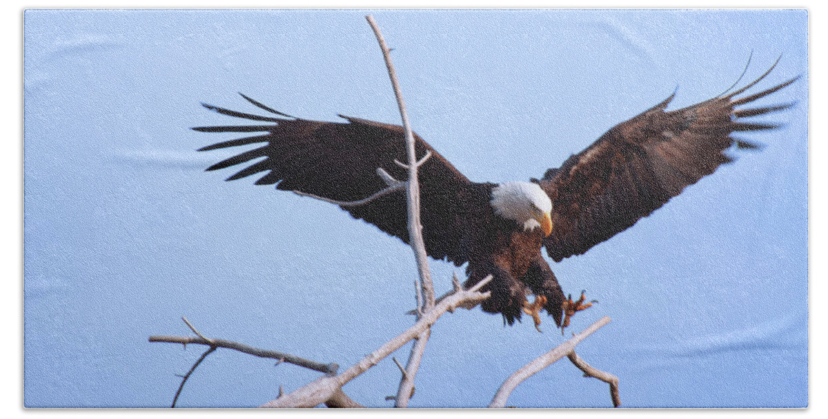 Eagle Hand Towel featuring the photograph Final Approach by Jim Garrison