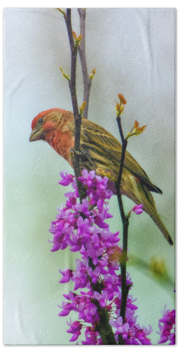 Finch Hand Towel featuring the photograph Finch on Blooming Branch by Bill and Linda Tiepelman