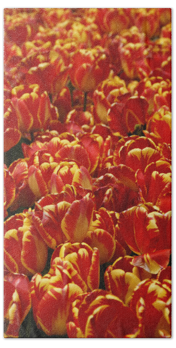 Tulip Hand Towel featuring the photograph Flaming Tulips by Michele Burgess