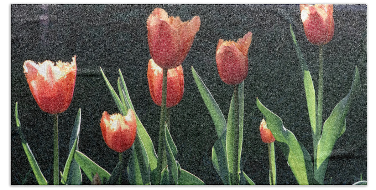 Spring Bath Towel featuring the photograph Flared Red Yellow Tulips by Tom Wurl