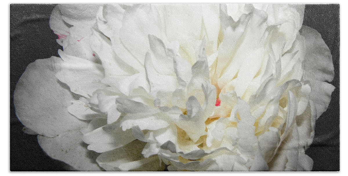 Peony Bath Towel featuring the photograph Floating White Peony by Kim Galluzzo