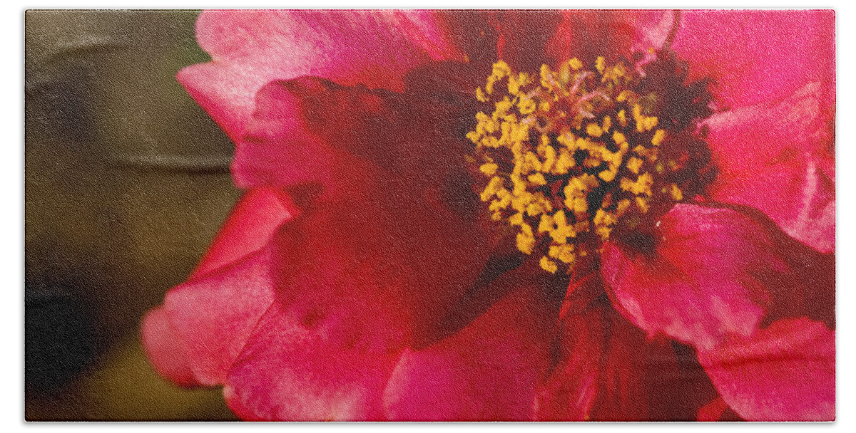 Red Carpet Rose Bath Towel featuring the photograph Flower Carpet Rose by Rob Hemphill