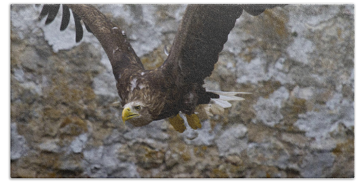 White_tailed Eagle Bath Towel featuring the photograph Flying European Sea Eagle II by Heiko Koehrer-Wagner