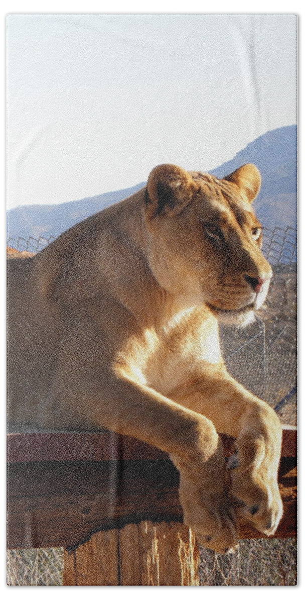 Lion Bath Towel featuring the photograph Focused by Kim Galluzzo