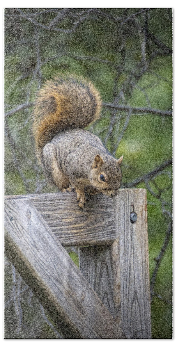 Art Hand Towel featuring the photograph Fox Squirrel on a Fence by Randall Nyhof