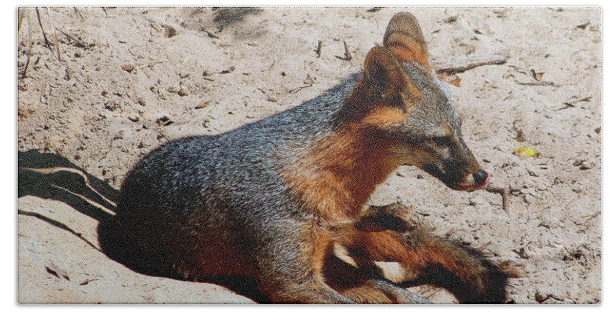 Fox Hand Towel featuring the photograph Foxie by Debra Forand