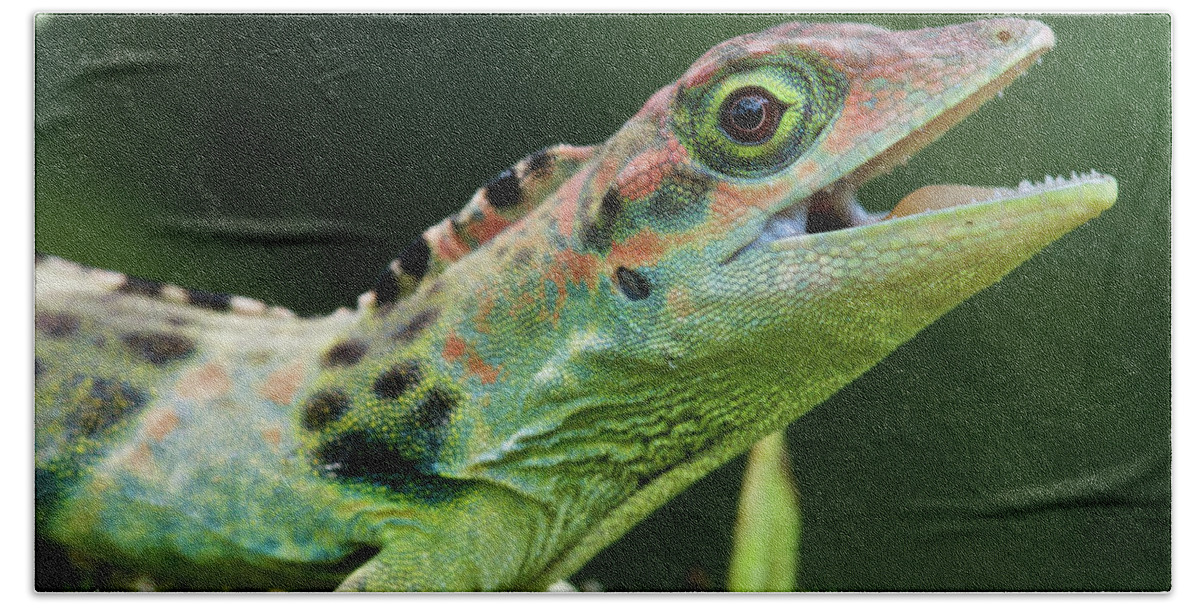 Fn Bath Towel featuring the photograph Frasers Anole Anolis Fraseri Male by James Christensen