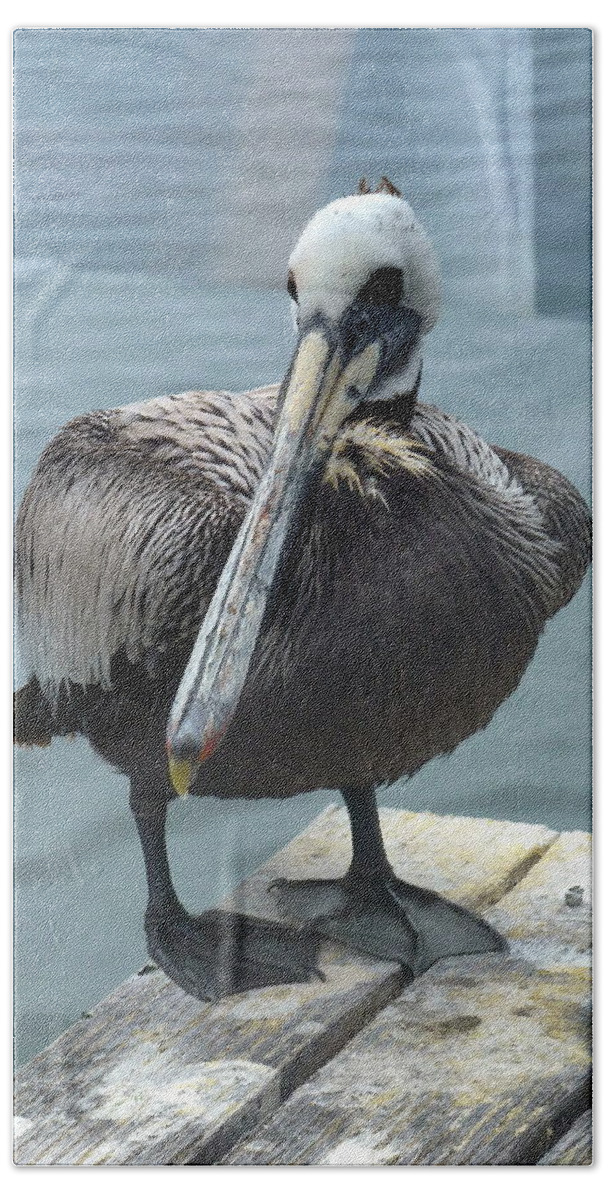 Pelican Hand Towel featuring the photograph Friendly Pelican by Carla Parris