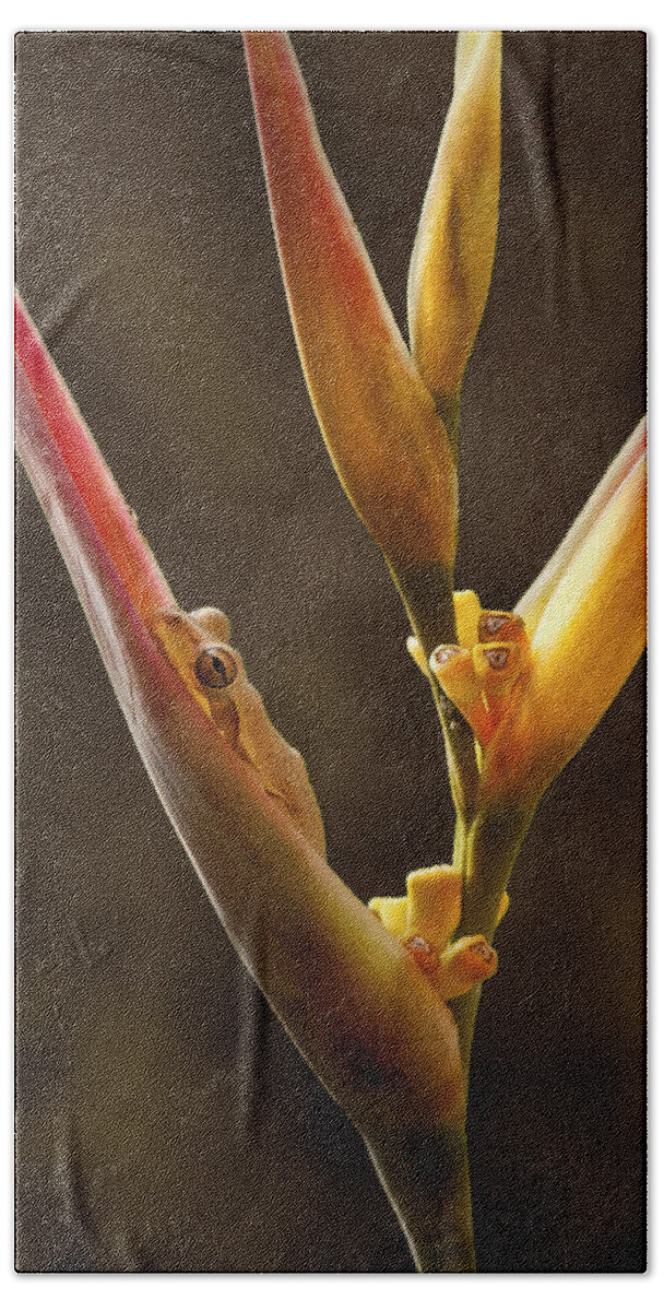 Frog Hand Towel featuring the photograph Frog and Heliconia by Steven Sparks