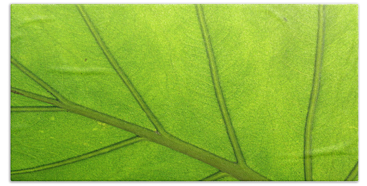 Tropical Leaf Bath Towel featuring the photograph From Below by Kim Galluzzo