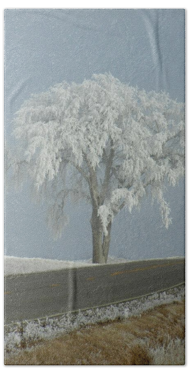 Tree Hand Towel featuring the photograph Frost on The Big Tree by Penny Meyers