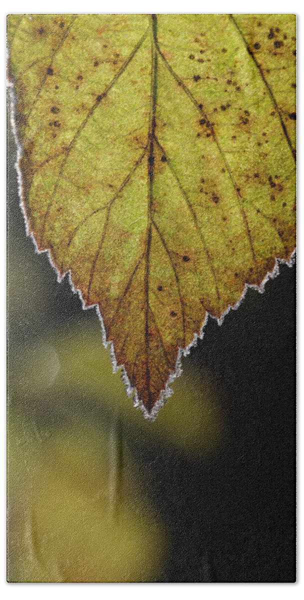 Autumn Bath Towel featuring the photograph Frost rimmed leaf in fall by Ulrich Kunst And Bettina Scheidulin