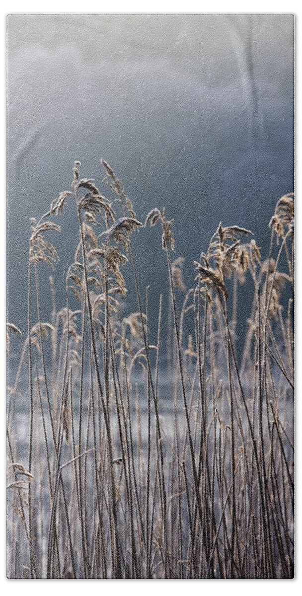 Cold Temperature Bath Towel featuring the photograph Frozen Reeds At The Shore Of A Lake by John Short