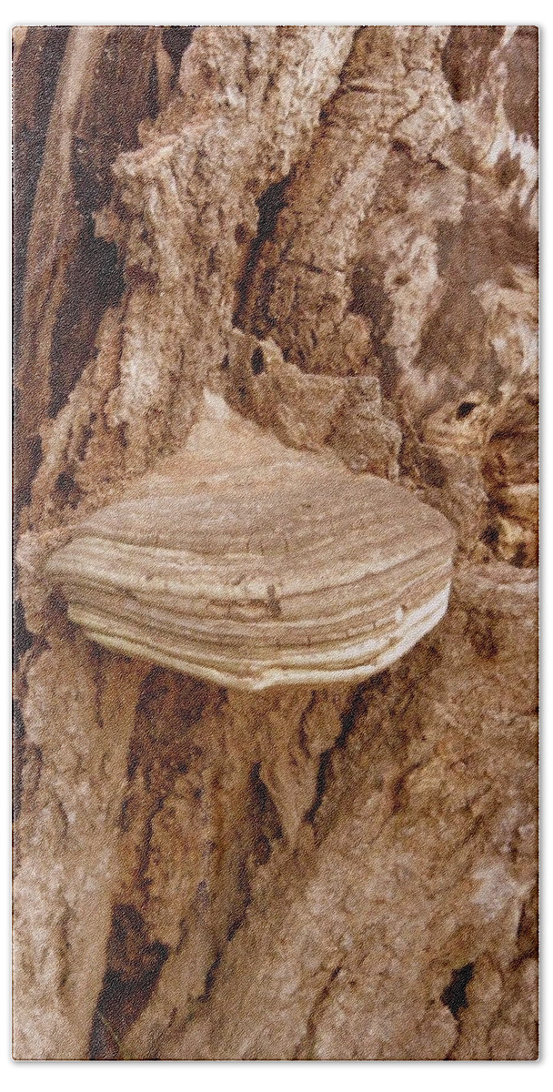 Fungi Bath Towel featuring the photograph Fungi by Kim Galluzzo Wozniak