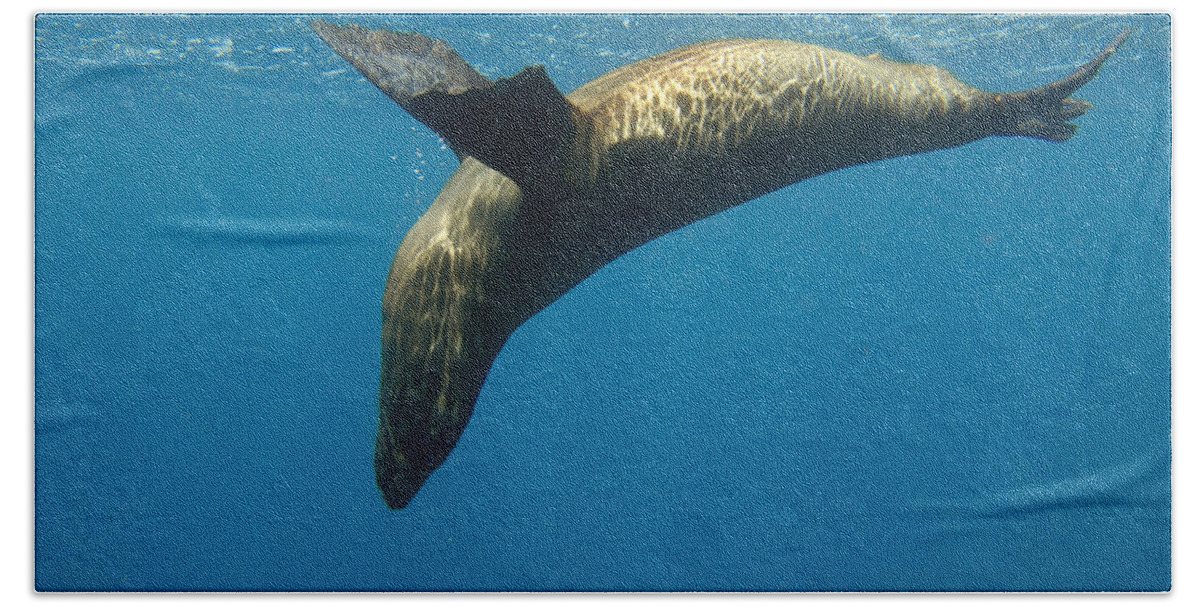Mp Bath Towel featuring the photograph Galapagos Sea Lion Zalophus Wollebaeki by Pete Oxford