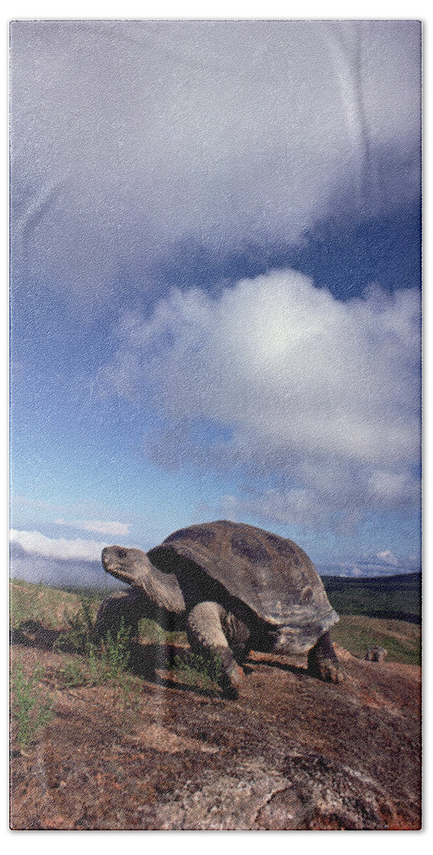 Mp Bath Towel featuring the photograph Galapagos Tortoise on Isla Isabella by Tui De Roy