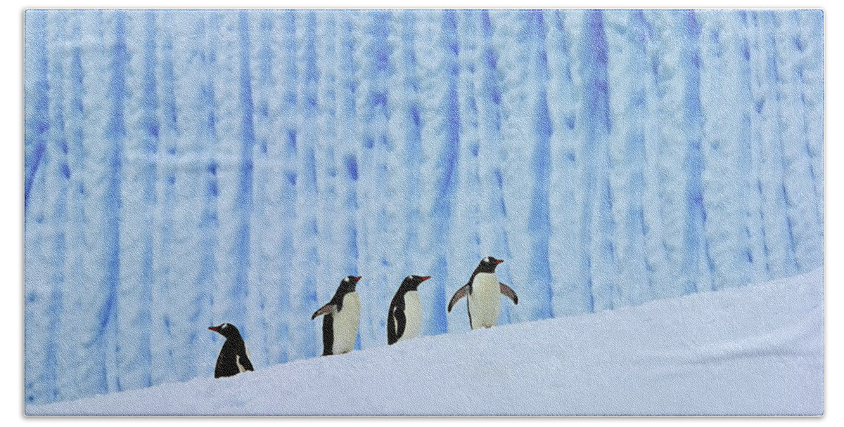 Bird Bath Towel featuring the photograph Gentoos on Ice by Tony Beck