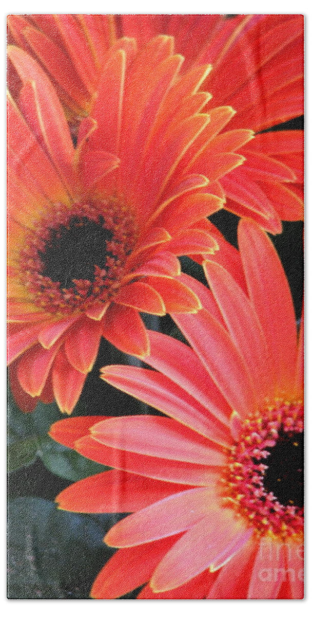Gerbera Daisies Hand Towel featuring the photograph Gerbera Bliss by Rory Siegel