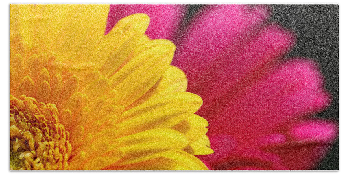 Daisies Hand Towel featuring the photograph Gerbera Daisies by Diana Haronis