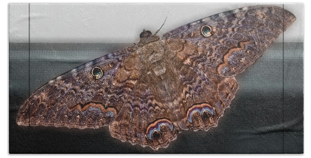 Moth Hand Towel featuring the photograph Giant Moth by DigiArt Diaries by Vicky B Fuller