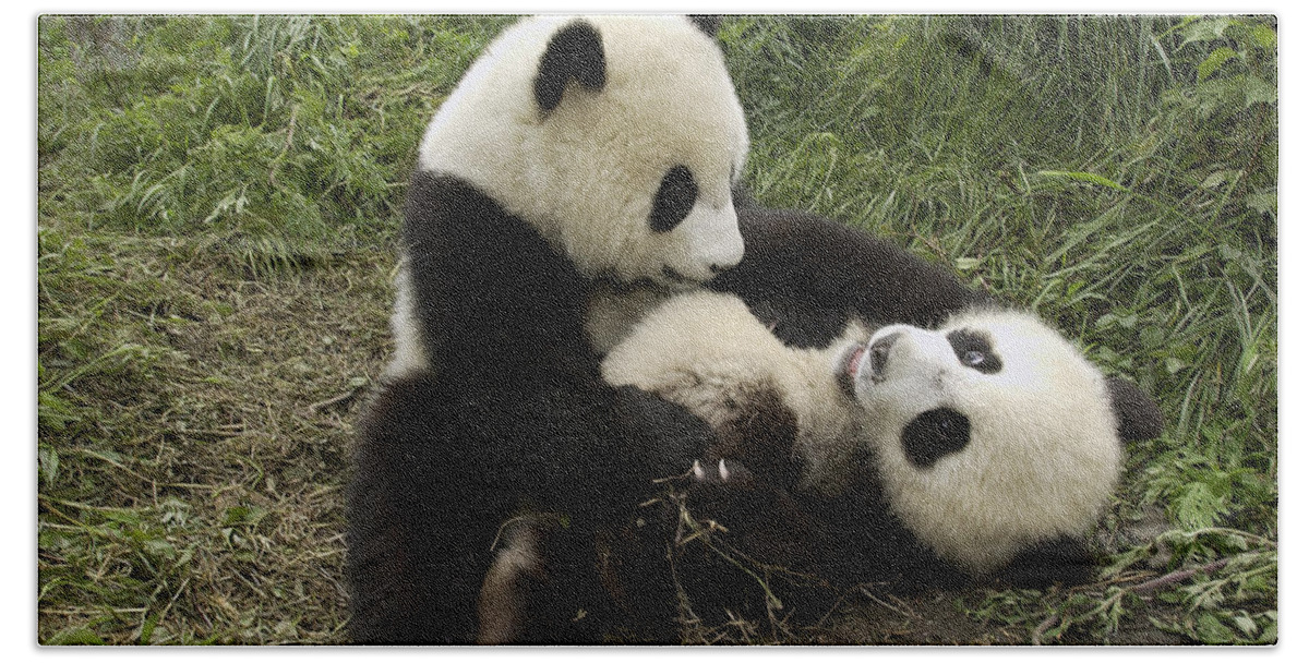 Mp Bath Towel featuring the photograph Giant Panda Ailuropoda Melanoleuca Two by Katherine Feng