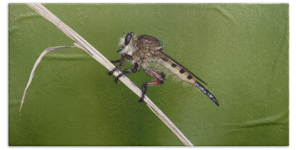 Nature Bath Towel featuring the photograph Giant Robber Fly - Promachus hinei by Daniel Reed